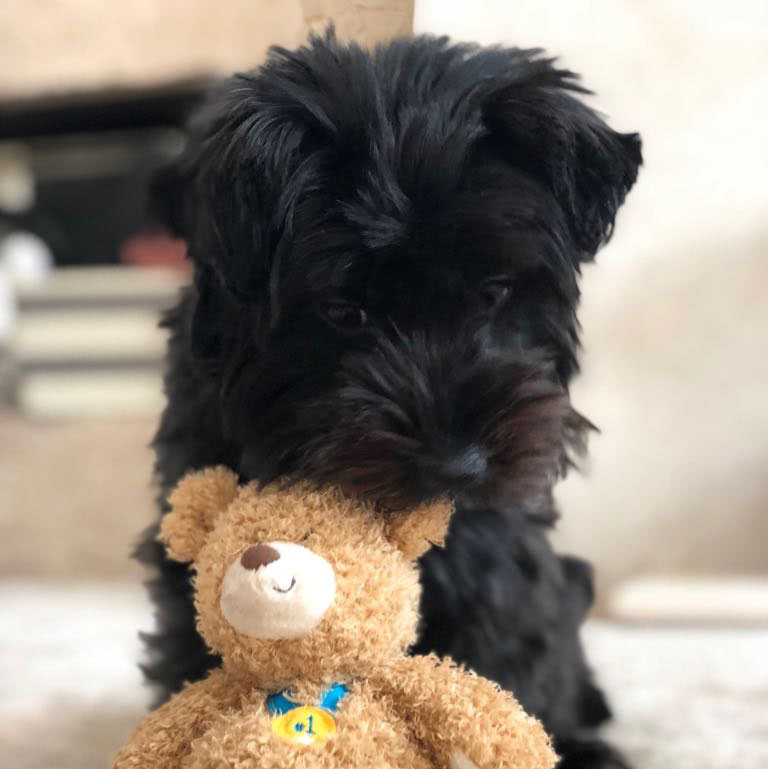Bibi
